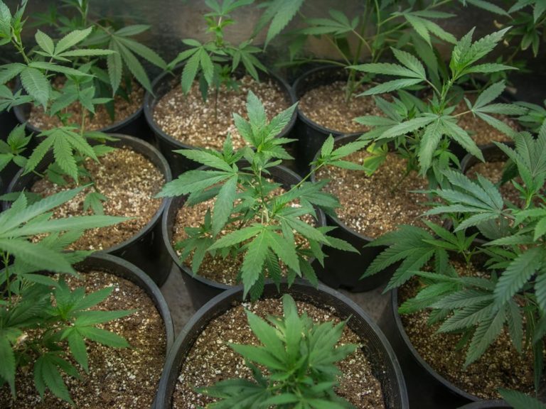 W jaki sprzęt do hodowli marihuany się zaopatrzyć?